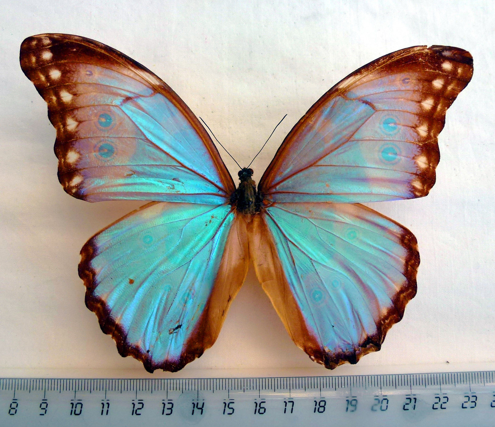 Morpho godartii lachaumei (gynandromorph, bolivia) (Internet Image property of respective owner, non-commercial use only)